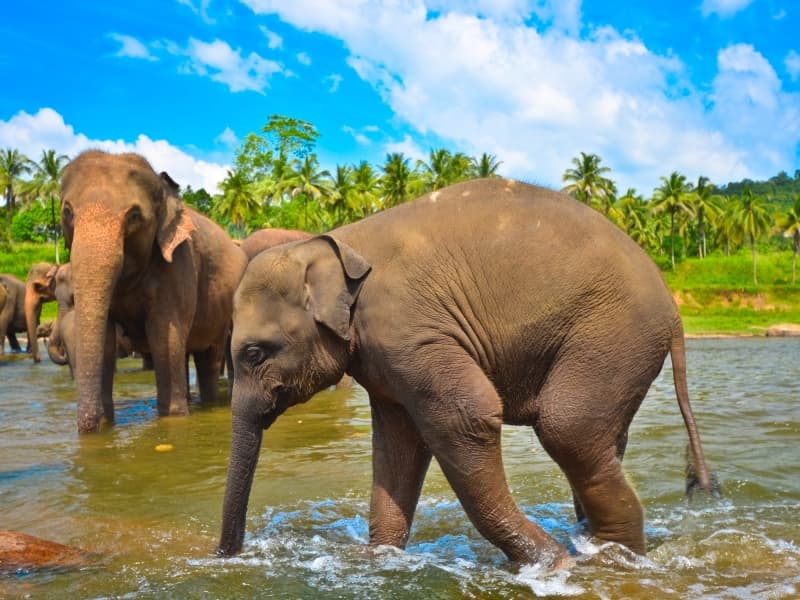 Elephant du sri lanka