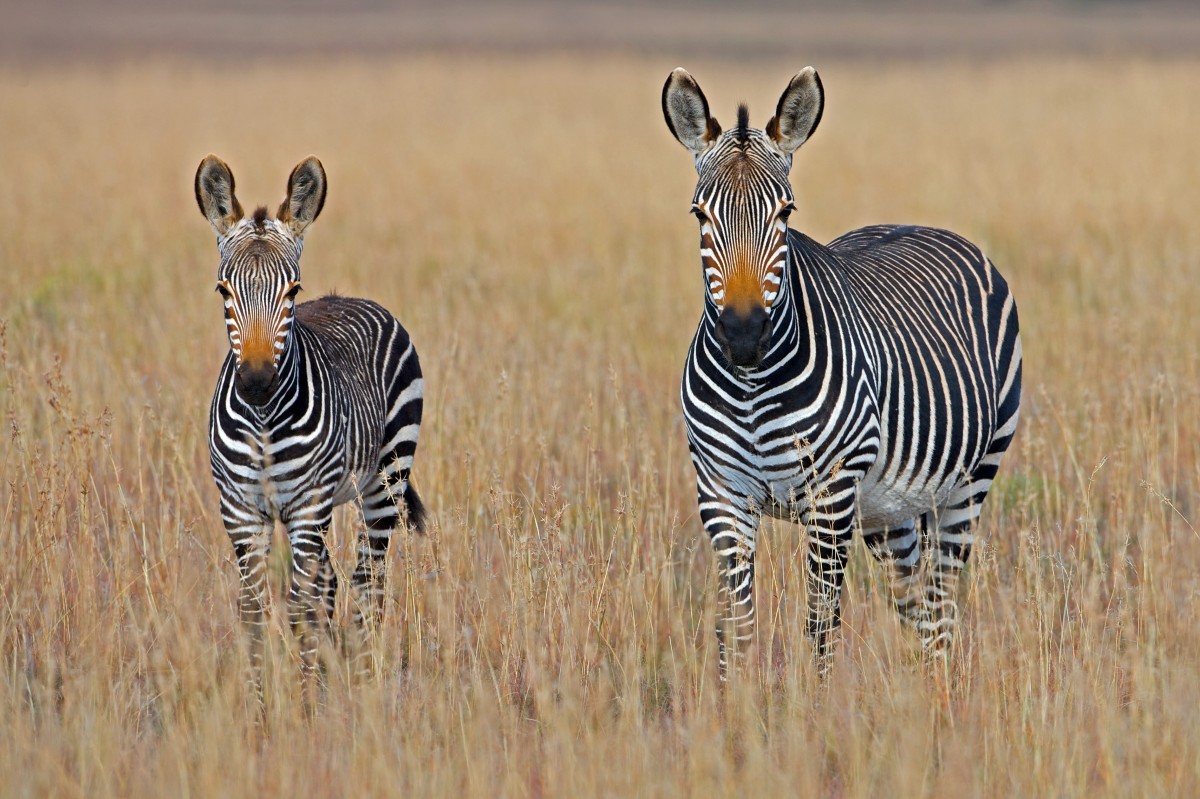 safari en amoureux en tanzanie