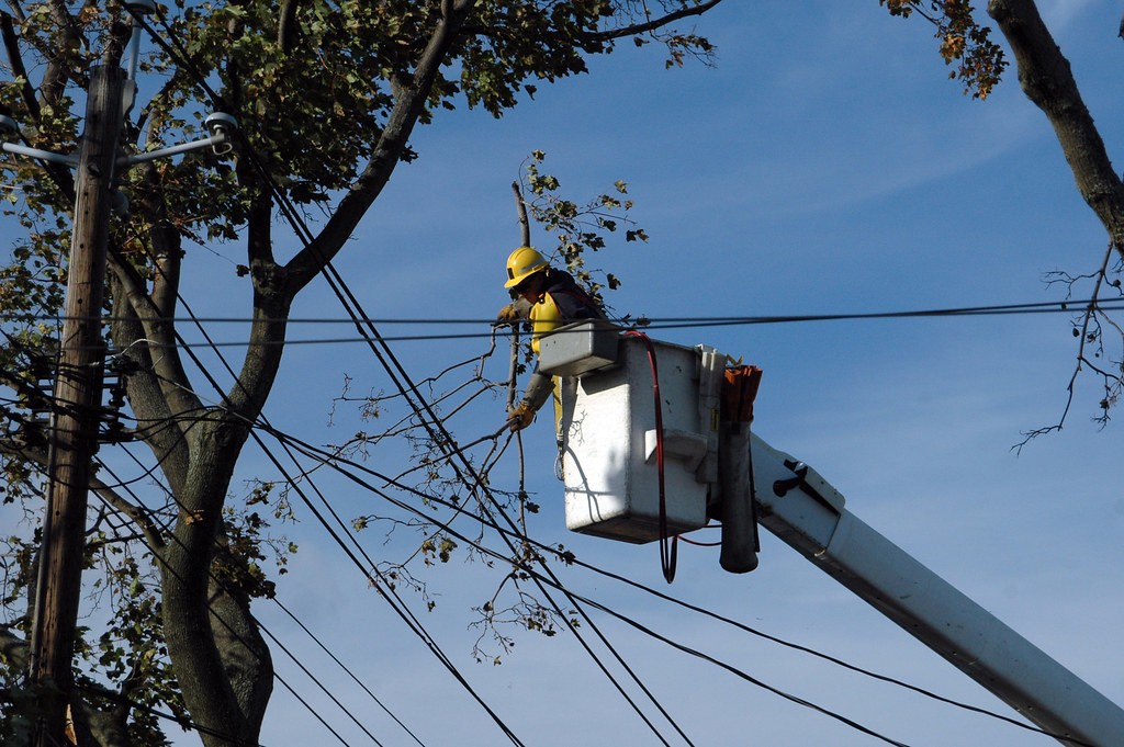 réussir l’élagage d’un arbre